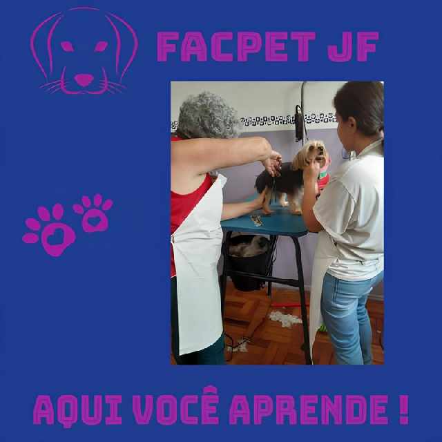 Foto 1 - Curso banho e tosa